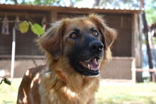 GEORGIA, Hund, Mischlingshund in Ungarn - Bild 2