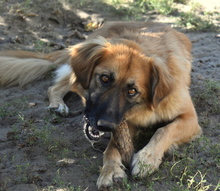 GEORGIA, Hund, Mischlingshund in Ungarn - Bild 3