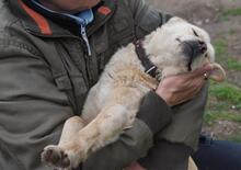 BENDEGUZ, Hund, Mischlingshund in Ungarn - Bild 2