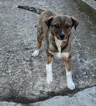 JOULA, Hund, Mischlingshund in Bulgarien