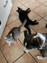 BAGHERA, Katze, Europäisch Kurzhaar-Mix in Wassenberg - Bild 3