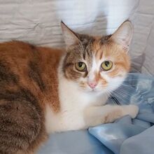 VIOLA, Katze, Europäisch Kurzhaar in Sehnde - Bild 4