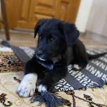 BLACKIE, Hund, Mischlingshund in Griechenland