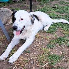 ORESTES, Hund, Hirtenhund-Mix in Griechenland - Bild 2