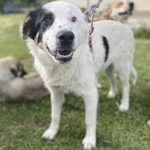 ORESTES, Hund, Hirtenhund-Mix in Griechenland - Bild 3