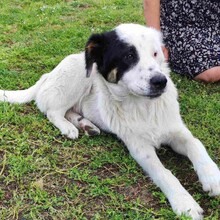 ORESTES, Hund, Hirtenhund-Mix in Griechenland - Bild 4