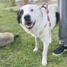 ORESTES, Hund, Hirtenhund-Mix in Griechenland - Bild 5