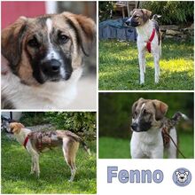 FENNO, Hund, Mischlingshund in Nagold - Bild 1