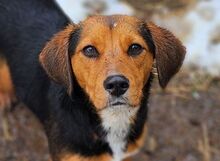 ROXY, Hund, Beagle-Mix in Helmbrechts