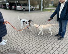 BABY, Hund, Mischlingshund in Hamburg - Bild 2