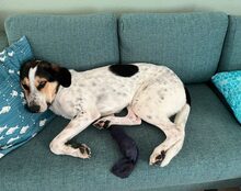 BABY, Hund, Mischlingshund in Hamburg - Bild 4