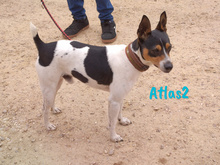 ATLAS2, Hund, Ratonero Bodeguero Andaluz in Spanien - Bild 3