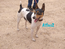 ATLAS2, Hund, Ratonero Bodeguero Andaluz in Spanien - Bild 6