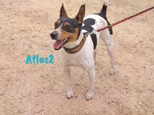 ATLAS2, Hund, Ratonero Bodeguero Andaluz in Spanien - Bild 7