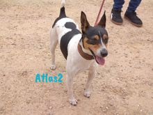 ATLAS2, Hund, Ratonero Bodeguero Andaluz in Spanien - Bild 8