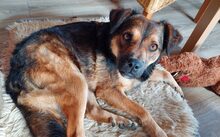 LANAYA, CA. 1,5 JAHR, Hund, Mischlingshund in Moers