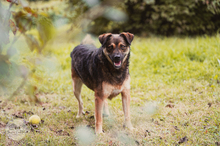 LANAYA, CA. 1,5 JAHR, Hund, Mischlingshund in Moers - Bild 10