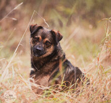 LANAYA, CA. 1,5 JAHR, Hund, Mischlingshund in Moers - Bild 11