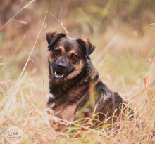 LANAYA, CA. 1,5 JAHR, Hund, Mischlingshund in Moers - Bild 12