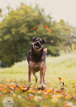 LANAYA, CA. 1,5 JAHR, Hund, Mischlingshund in Moers - Bild 13