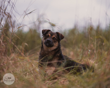 LANAYA, CA. 1,5 JAHR, Hund, Mischlingshund in Moers - Bild 14