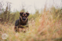 LANAYA, CA. 1,5 JAHR, Hund, Mischlingshund in Moers - Bild 15