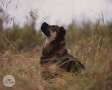 LANAYA, CA. 1,5 JAHR, Hund, Mischlingshund in Moers - Bild 16