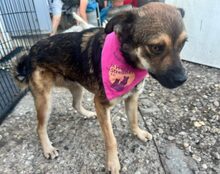 LANAYA, CA. 1,5 JAHR, Hund, Mischlingshund in Moers - Bild 7