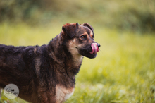 LANAYA, CA. 1,5 JAHR, Hund, Mischlingshund in Moers - Bild 8