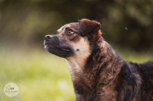 LANAYA, CA. 1,5 JAHR, Hund, Mischlingshund in Moers - Bild 9