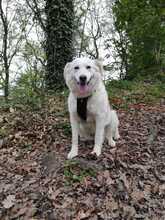 MONA, Hund, Labrador-Mix in Hattingen - Bild 1