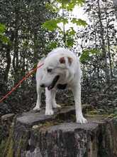 MONA, Hund, Labrador-Mix in Hattingen - Bild 2