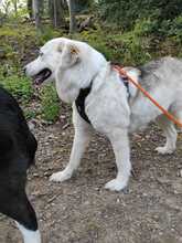 MONA, Hund, Labrador-Mix in Hattingen - Bild 3