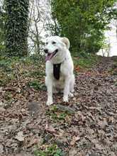 MONA, Hund, Labrador-Mix in Hattingen - Bild 5