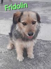 FRIDOLIN, Hund, Mischlingshund in Kroatien