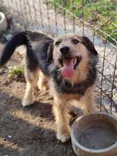 FRIDOLIN, Hund, Mischlingshund in Kroatien - Bild 2