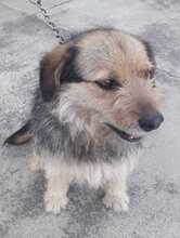 FRIDOLIN, Hund, Mischlingshund in Kroatien - Bild 3