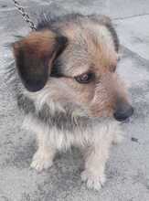 FRIDOLIN, Hund, Mischlingshund in Kroatien - Bild 4