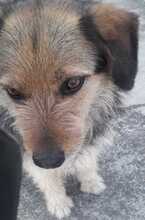 FRIDOLIN, Hund, Mischlingshund in Kroatien - Bild 5