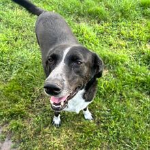 BOY, Hund, Mischlingshund in Detmold