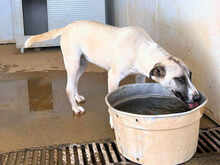 ALICEROSALIE, Hund, Mischlingshund in Italien - Bild 10
