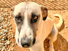 ALICEROSALIE, Hund, Mischlingshund in Italien - Bild 11