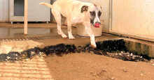 ALICEROSALIE, Hund, Mischlingshund in Italien - Bild 8