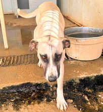 ALICEROSALIE, Hund, Mischlingshund in Italien - Bild 9