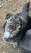 PRISSY, Hund, Mischlingshund in Hambühren