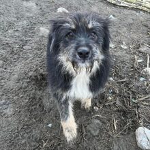 FILOU, Hund, Mischlingshund in Rumänien