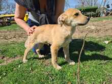 HENRY, Hund, Mischlingshund in Rumänien - Bild 2