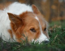 PEPINO, Hund, Hütehund-Mix in München - Bild 3