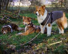 PEPINO, Hund, Hütehund-Mix in München - Bild 5