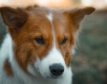 PEPINO, Hund, Hütehund-Mix in München - Bild 6